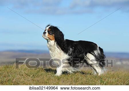 Picture - Cavalier King Charles Spaniel, tricolour, standing. Fotosearch