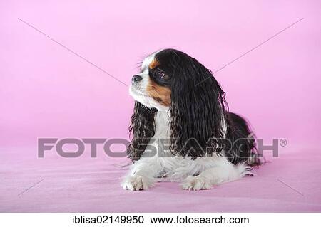 Stock Image - Cavalier King Charles Spaniel, tricolour, lying. Fotosearch