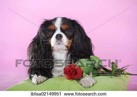 Cavalier King Charles Spaniel, tricolour, lying down beside a red rose View Large Photo Image Stock Image - Cavalier King Charles Spaniel, tricolour, lying down beside a red rose. Fotosearch