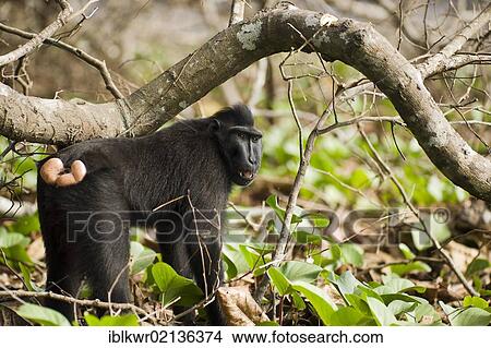 Picture - Celebes Crested Macaque (Macaca nigra) in a forest, Tangkoko National Park, Sulawesi, Indonesia, Asia. Fotosearch