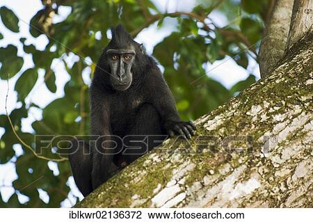 Celebes Crested Macaque (Macaca nigra) on a tree, Tangkoko National Park, Sulawesi, Indonesia, Asia View Large Photo Image Stock Image - Celebes Crested Macaque (Macaca nigra) on a tree, Tangkoko National Park, Sulawesi, Indonesia, Asia. Fotosearch
