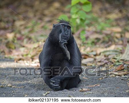 Celebes Crested Macaque (Macaca nigra) with its hand on its chin, Tangkoko National Park, Sulawesi, Indonesia, Asia View Large Photo Image Stock Photography - Celebes Crested Macaque (Macaca nigra) with its hand on its chin, Tangkoko National Park, Sulawesi, Indonesia, Asia. Fotosearch