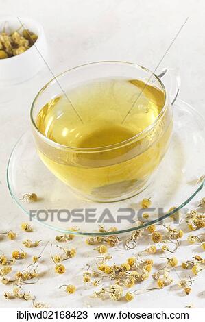 Chamomile tea View Large Photo Image Stock Image - Chamomile tea. Fotosearch