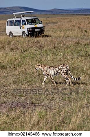 Stock Photograph - Cheetah (Acinonyx jubatus) crossing in front of a safari bus, Masai Mara National Reserve, Kenya, East Africa, Africa, PublicGround, Africa. Fotosearch