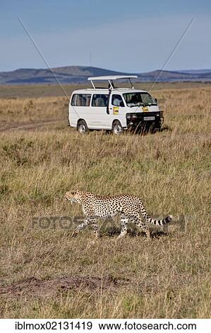 Cheetah (Acinonyx jubatus) passing in front of a jeep, Masai Mara National Reserve, Kenya, East Africa, Africa, PublicGround, Africa View Large Photo Image Stock Photo - Cheetah (Acinonyx jubatus) passing in front of a jeep, Masai Mara National Reserve, Kenya, East Africa, Africa, PublicGround, Africa. Fotosearch