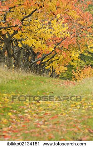 Cherry (Prunus sp. ) trees in autumn with brightly coloured leaves, Harz Mountains, Saxony-Anhalt, Germany, Europe View Large Photo Image Stock Image - Cherry (Prunus sp. ) trees in autumn with brightly coloured leaves, Harz Mountains, Saxony-Anhalt, Germany, Europe. Fotosearch