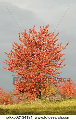 Cherry (Prunus sp. ) trees in autumn with brightly coloured leaves, Harz Mountains, Saxony-Anhalt, Germany, Europe View Large Photo Image Stock Image - Cherry (Prunus sp. ) trees in autumn with brightly coloured leaves, Harz Mountains, Saxony-Anhalt, Germany, Europe. Fotosearch