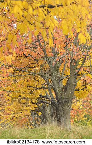 Stock Photo - Cherry (Prunus sp. ) trees in autumn with brightly coloured leaves, Harz Mountains, Saxony-Anhalt, Germany, Europe. Fotosearch