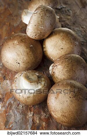 Chestnut mushrooms View Large Photo Image Picture - Chestnut mushrooms. Fotosearch