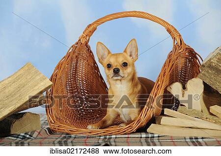 Chihuahua lying in a wicker basket next to logs View Large Photo Image Stock Photo - Chihuahua lying in a wicker basket next to logs. Fotosearch