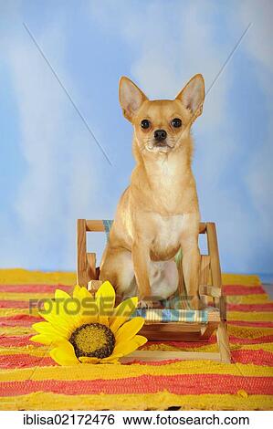 Chihuahua sitting on a mini deck chair, with sunflower View Large Photo Image Stock Photograph - Chihuahua sitting on a mini deck chair, with sunflower. Fotosearch