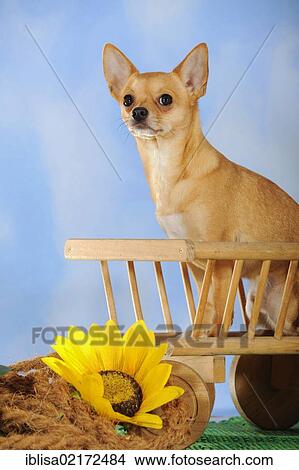 Picture - Chihuahua sitting on a mini wooden cart, next to sunflower. Fotosearch