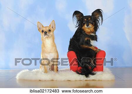 Stock Image - Chihuahua sitting on a sheepskin, Papillon-Chihuahua crossbreed, hybrid, sitting on a red mini sofa. Fotosearch