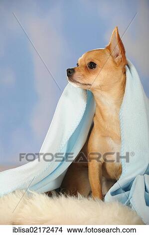 Chihuahua sitting on a sheepskin under a blue blanket View Large Photo Image Picture - Chihuahua sitting on a sheepskin under a blue blanket. Fotosearch
