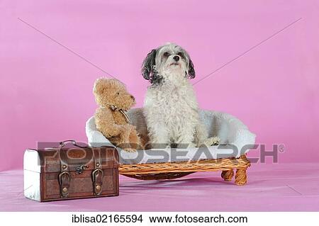 Picture - Chinese Crested Hairless Dog, Powderpuff, lying on a low bench, next to a teddy bear and a small suitcase. Fotosearch