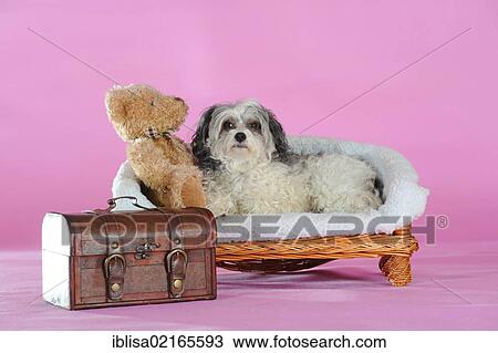 Stock Image - Chinese Crested Hairless Dog, Powderpuff, lying on a low bench, next to a teddy bear and a small suitcase. Fotosearch