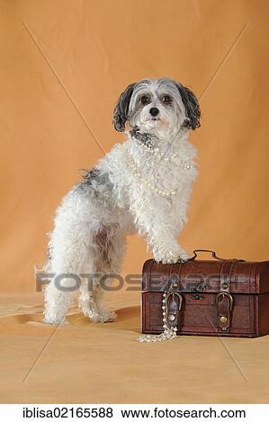 Chinese Crested Hairless Dog, Powderpuff, standing with its feet on a small suitcase View Large Photo Image Stock Photo - Chinese Crested Hairless Dog, Powderpuff, standing with its feet on a small suitcase. Fotosearch