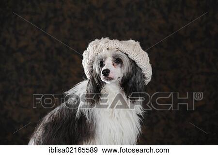 Chinese Crested Hairless Dog, Powderpuff, wearing a light-coloured knitted cap View Large Photo Image Stock Photo - Chinese Crested Hairless Dog, Powderpuff, wearing a light-coloured knitted cap. Fotosearch