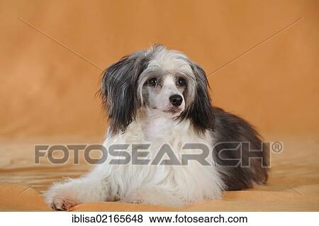 Stock Photo - Chinese Crested Hairless Dog, Powderpuff, lying. Fotosearch