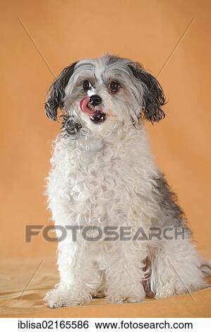 Chinese Crested Hairless Dog, Powderpuff, sitting, licking its snout with its tongue View Large Photo Image Stock Photograph - Chinese Crested Hairless Dog, Powderpuff, sitting, licking its snout with its tongue. Fotosearch