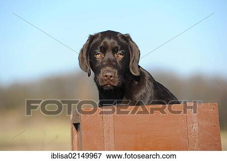 Chocolate Labrador Retriever puppy sitting in a box View Large Photo Image Stock Photo - Chocolate Labrador Retriever puppy sitting in a box. Fotosearch