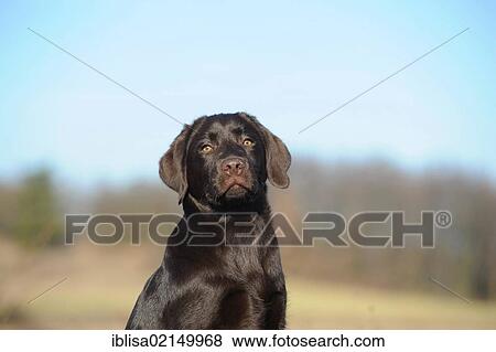 Chocolate Labrador Retriever puppy, portrait View Large Photo Image Stock Photo - Chocolate Labrador Retriever puppy, portrait. Fotosearch