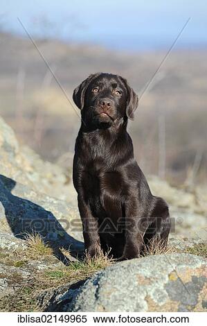 Chocolate Labrador Retriever puppy sitting View Large Photo Image Stock Photography - Chocolate Labrador Retriever puppy sitting. Fotosearch