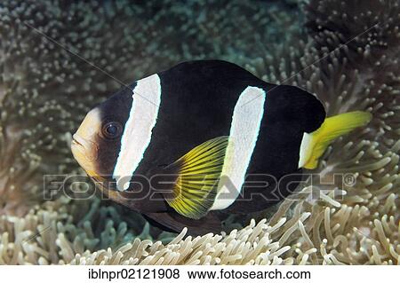 Stock Photo - Clark's Anemonefish (Amphiprion clarkii) swimming above sea anemone, Great Barrier Reef, UNESCO World Heritage Site, Cairns, Queensland, Australia, Pacific, Oceania. Fotosearch