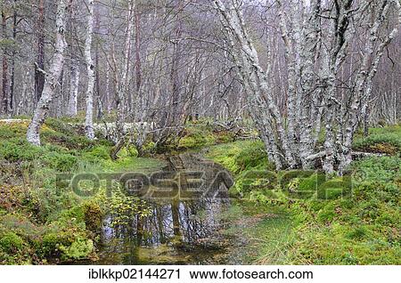 Clear creek in the forest near Straumbu, Rondane National Park, Norway, Scandinavia, Europe View Large Photo Image Stock Image - Clear creek in the forest near Straumbu, Rondane National Park, Norway, Scandinavia, Europe. Fotosearch