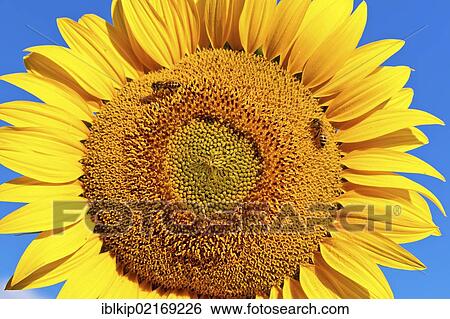 Stock Photograph - Close up of a Sunflower (Helianthus anuus) with bees (Apis sp. ) collecting nectar, Umbria, Italy, Europe, Europe. Fotosearch