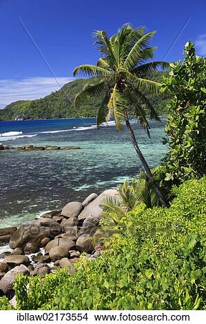 Coast, palm trees, Anse Parnelle, Mahe, Seychelles, Africa, Indian Ocean, Africa View Large Photo Image Picture - Coast, palm trees, Anse Parnelle, Mahe, Seychelles, Africa, Indian Ocean, Africa. Fotosearch