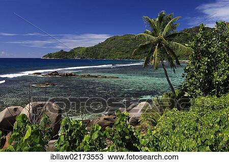 Coast, palm trees, Anse Parnelle, Mahe, Seychelles, Africa, Indian Ocean, Africa View Large Photo Image Stock Image - Coast, palm trees, Anse Parnelle, Mahe, Seychelles, Africa, Indian Ocean, Africa. Fotosearch
