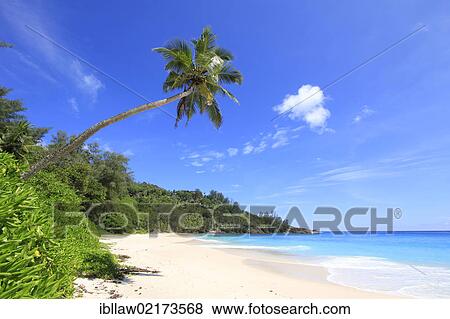Stock Photo - Coconut Palm (Cocos nucifera) on Anse Intendance, Mahe, Seychelles, Africa, Indian Ocean, Africa. Fotosearch