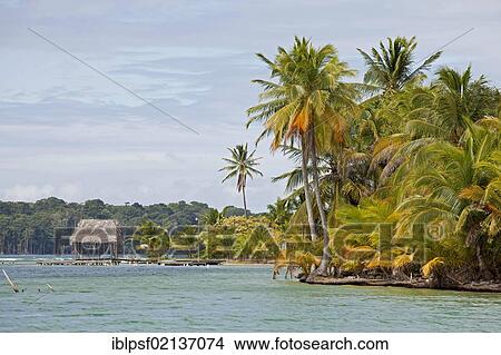 Coconut Palms (Cocos nucifera) on the beach in Boca del Drago on the island of Colon, Bocas del Toro, Panama, Central America, North America View Large Photo Image Picture - Coconut Palms (Cocos nucifera) on the beach in Boca del Drago on the island of Colon, Bocas del Toro, Panama, Central America, North America. Fotosearch