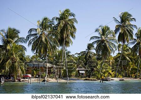 Coconut Palms (Cocos nucifera) on the shores of the Caribbean island of Bocas del Toro, Panama, Central America, North America View Large Photo Image Stock Image - Coconut Palms (Cocos nucifera) on the shores of the Caribbean island of Bocas del Toro, Panama, Central America, North America. Fotosearch