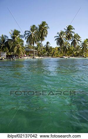 Coconut palms (Cocos nucifera) on the shores of the Caribbean island of Bocas del Toro, Panama, Central America, North America View Large Photo Image Stock Image - Coconut palms (Cocos nucifera) on the shores of the Caribbean island of Bocas del Toro, Panama, Central America, North America. Fotosearch