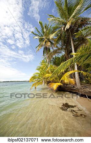 Coconut Palms (Cocos nucifera) on the beach in Boca del Drago on the island of Colon, Bocas del Toro, Panama, Central America, North America View Large Photo Image Stock Image - Coconut Palms (Cocos nucifera) on the beach in Boca del Drago on the island of Colon, Bocas del Toro, Panama, Central America, North America. Fotosearch