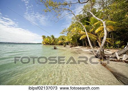 Coconut Palms (Cocos nucifera) on the beach in Boca del Drago on the island of Colon, Bocas del Toro, Panama, Central America, North America View Large Photo Image Stock Image - Coconut Palms (Cocos nucifera) on the beach in Boca del Drago on the island of Colon, Bocas del Toro, Panama, Central America, North America. Fotosearch