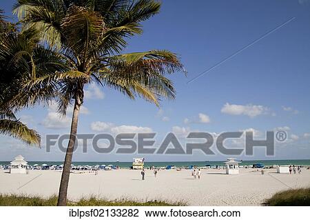 Coconut palms on the beach, South Beach, Miami, Florida, USA, North America View Large Photo Image Stock Image - Coconut palms on the beach, South Beach, Miami, Florida, USA, North America. Fotosearch