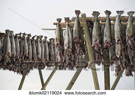 Picture - Cod from Barents Sea, dry fish production, Reine, Lofoten Island of Moskenesøya, Lofoten Islands, North Norway, Norway, Europe. Fotosearch
