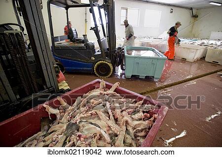 Stock Image - Cod from Barents Sea, fish factory, Å i Lofoten, Å for short, Lofoten Island of Moskenesøya, Lofoten Islands, North Norway, Norway, Europe. Fotosearch