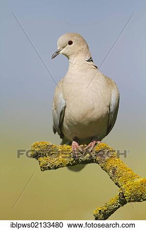 Collared dove (Streptopelia decaocto), perching, south-east England, United Kingdom, Europe View Large Photo Image Stock Image - Collared dove (Streptopelia decaocto), perching, south-east England, United Kingdom, Europe. Fotosearch