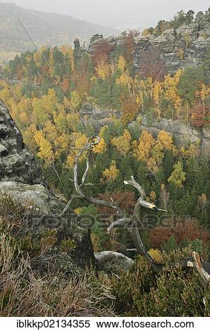 Stock Photography - Colorful mixed forest in autumn, Elbe Sandstone Mountains, Saxon Switzerland, Saxony, Germany, Europe. Fotosearch