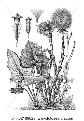 Coltsfoot (Tussilago farfara), historical illustration, Meyers Konversationslexikon encyclopedia, 1897 View Large Photo Image Stock Photo - Coltsfoot (Tussilago farfara), historical illustration, Meyers Konversationslexikon encyclopedia, 1897. Fotosearch