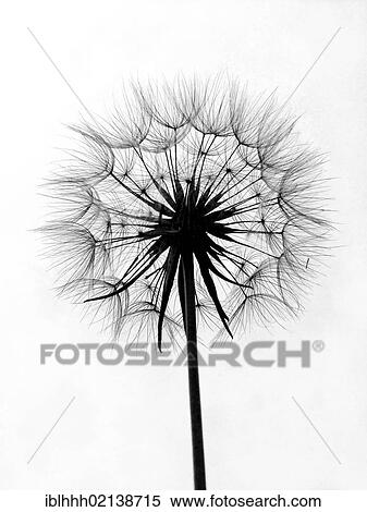 Stock Photography - Common Cat's Ear (Hypochaeris radicata), dandelion. Fotosearch