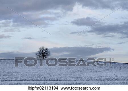 Common Linden or Lime tree (Tilia europeae) on a snow covered hill, Chiemgau, Upper Bavaria, Germany, Europe View Large Photo Image Picture - Common Linden or Lime tree (Tilia europeae) on a snow covered hill, Chiemgau, Upper Bavaria, Germany, Europe. Fotosearch
