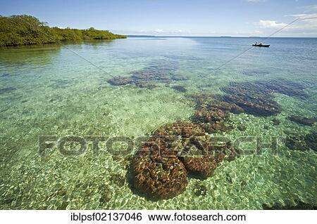 Stock Photograph - Coral in the clear water of the small Caribbean island of Coral Key, Bocas del Toro, Panama, Central America, North America. Fotosearch