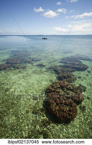 Coral in the clear water of the small Caribbean island of Coral Key, Bocas del Toro, Panama, Central America, North America View Large Photo Image Stock Photography - Coral in the clear water of the small Caribbean island of Coral Key, Bocas del Toro, Panama, Central America, North America. Fotosearch