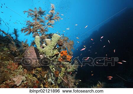 Stock Photograph - Coral reef wall with different sponges and corals, Great Barrier Reef, UNESCO World Heritage Site, Cairns, Queensland, Australia, Pacific, Oceania. Fotosearch