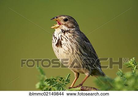 Corn Bunting (Emberiza calandra), Lake Neusiedl, Burgenland, Austria, Europe View Large Photo Image Picture - Corn Bunting (Emberiza calandra), Lake Neusiedl, Burgenland, Austria, Europe. Fotosearch
